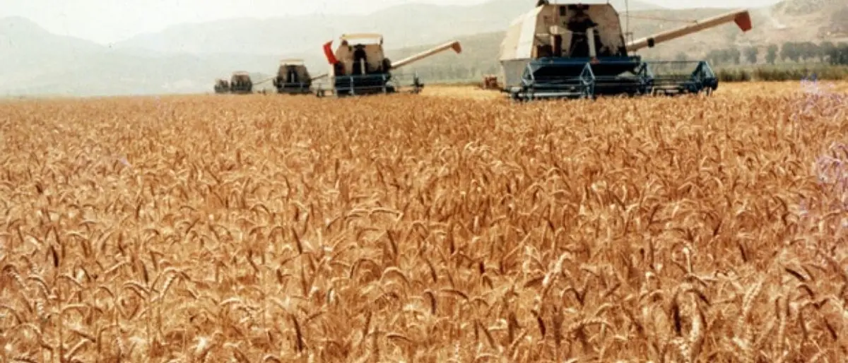 L’Arsac: «Ecco perché sono soltanto 99 gli ettari “pubblici” coltivabili a cereali»