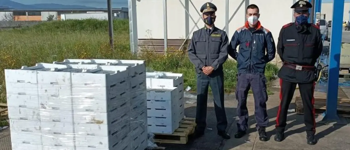 Sequestrata una tonnellata di novellame nella Sibaritide, multe per 63mila euro