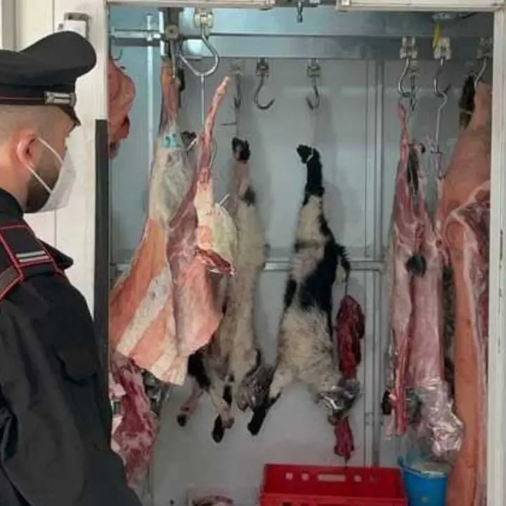 Macelleria abusiva nel Reggino, sequestrati 143 Kg carne mal conservata