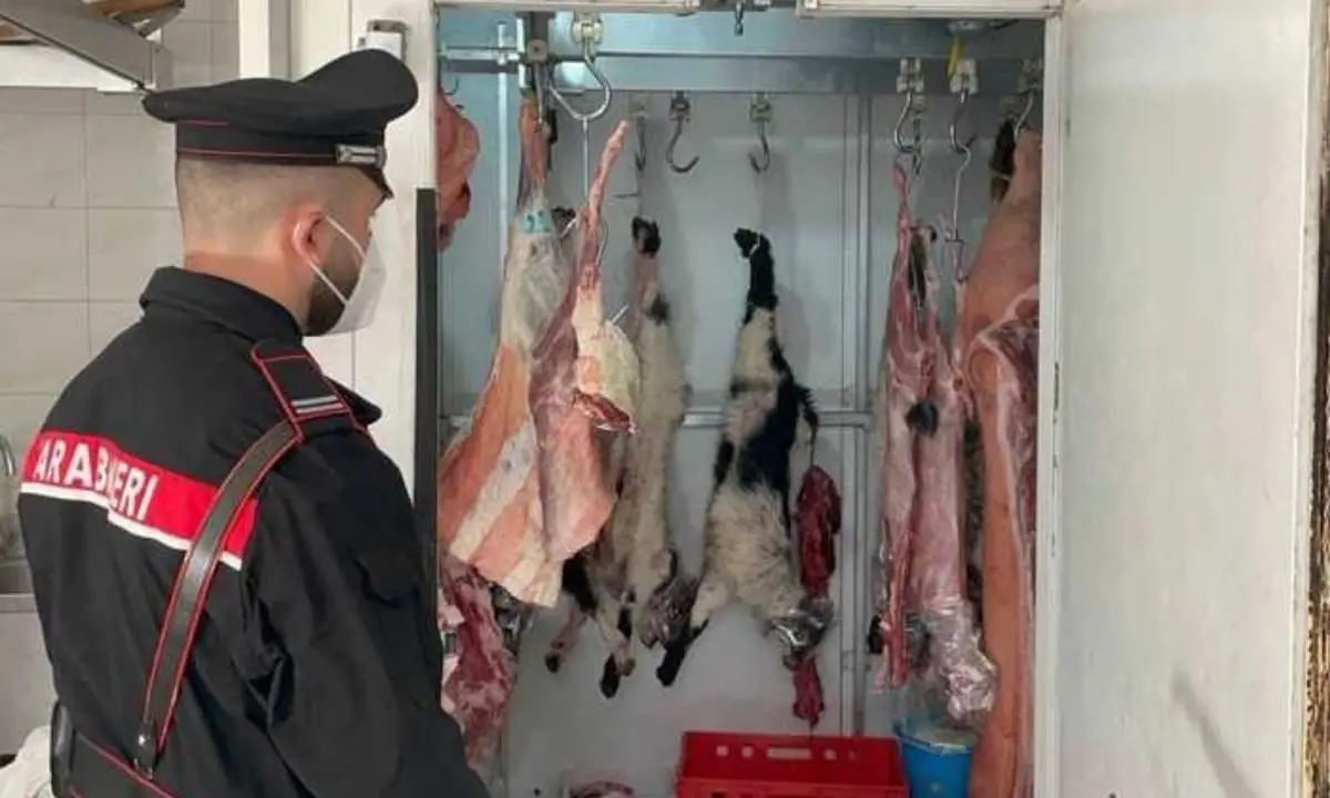 Macelleria abusiva nel Reggino, sequestrati 143 Kg carne mal conservata