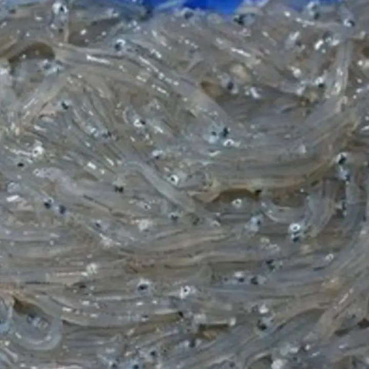 Sequestrati 4 quintali di novellame nella Sibaritide, multe per 35mila euro