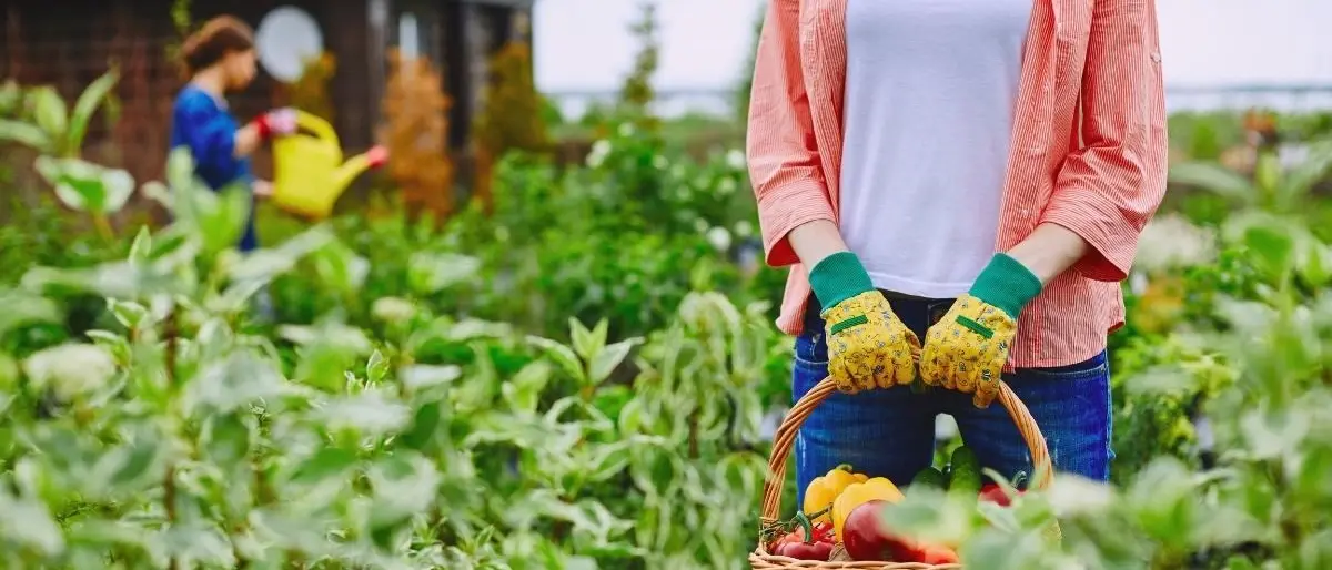 Pubblicato l’avviso per il pagamento degli aiuti previsti dal Piano di sviluppo rurale