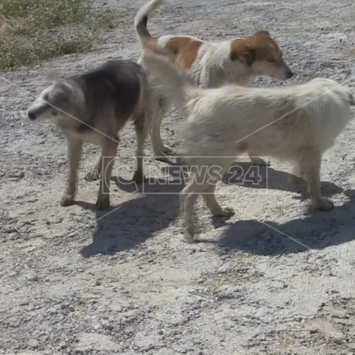 In Calabria in tre mesi avvelenati 3mila cani: «È una strage, si intervenga con leggi severe»