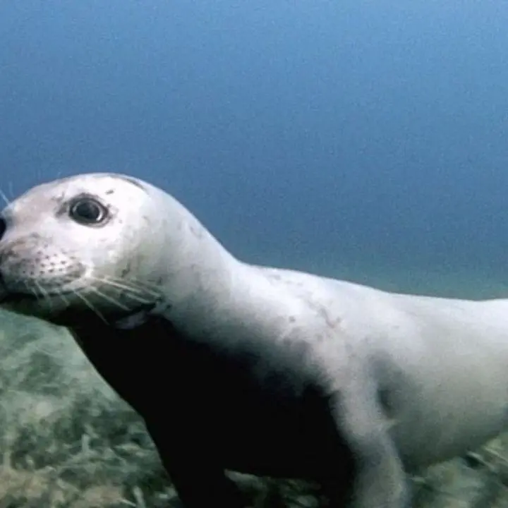 Area Marina Protetta Capo Rizzuto, una foca monaca nuota nelle acque di fronte Le Castella