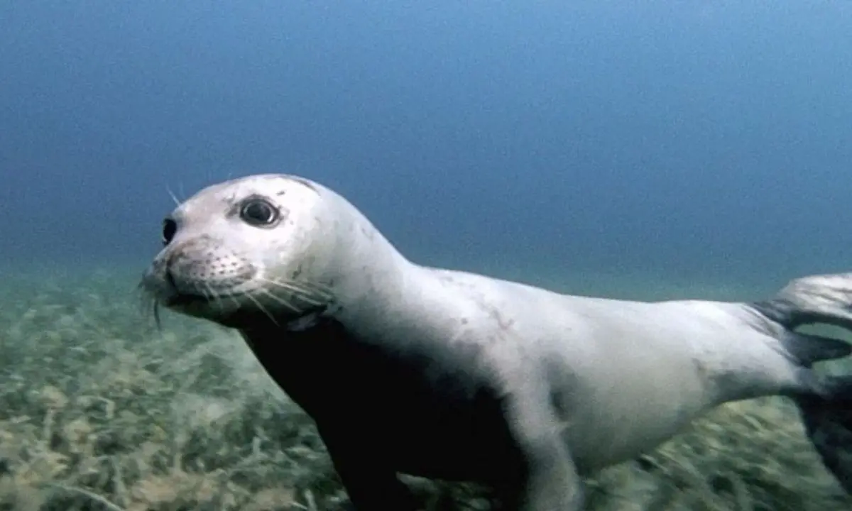 Area Marina Protetta Capo Rizzuto, una foca monaca nuota nelle acque di fronte Le Castella