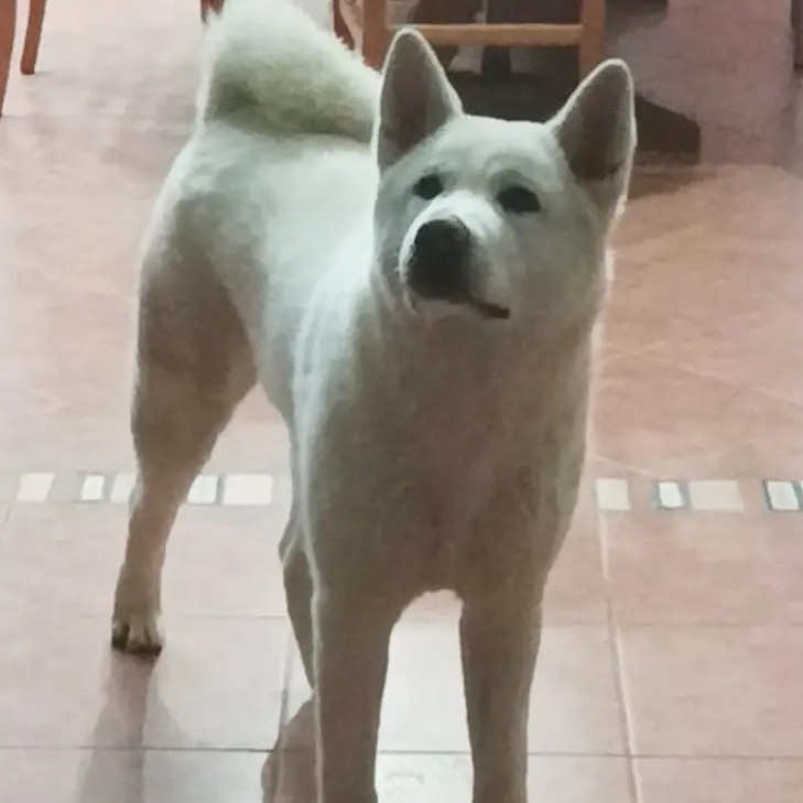 «Mille euro per chi trova il nostro cane»: il disperato appello di una famiglia di Pizzo per Kyra