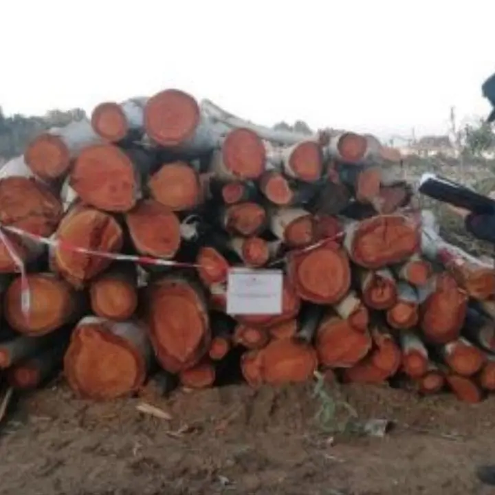 Pizzo, oltre 160 alberi tagliati senza autorizzazione nella pineta: denunciate 5 persone