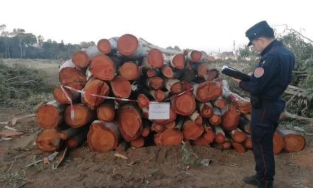 Pizzo, oltre 160 alberi tagliati senza autorizzazione nella pineta: denunciate 5 persone