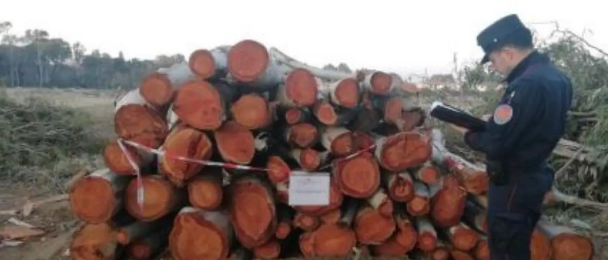 Pizzo, oltre 160 alberi tagliati senza autorizzazione nella pineta: denunciate 5 persone