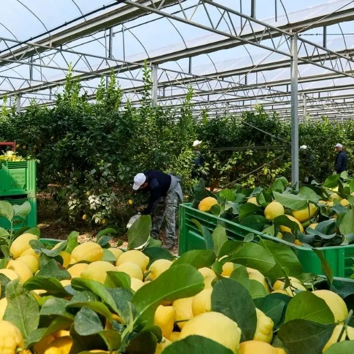 La guerra in Ucraina rischia di penalizzare il mercato del cedro in Calabria utilizzato per i riti del Sukkot