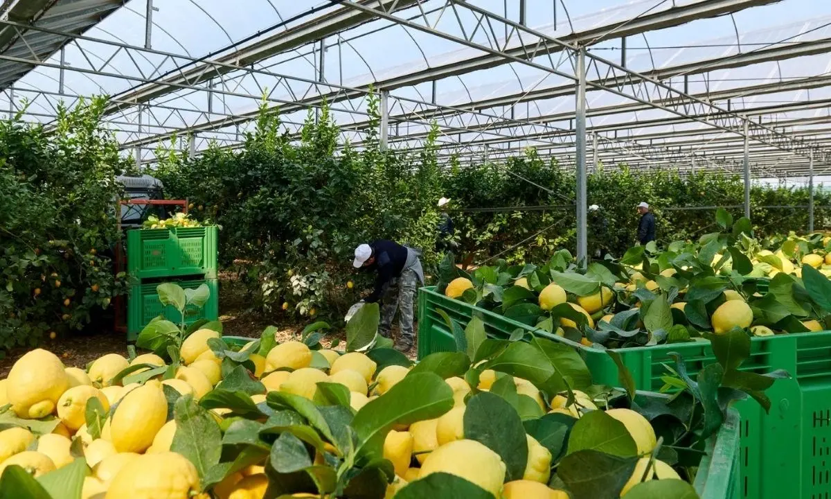 La guerra in Ucraina rischia di penalizzare il mercato del cedro in Calabria utilizzato per i riti del Sukkot