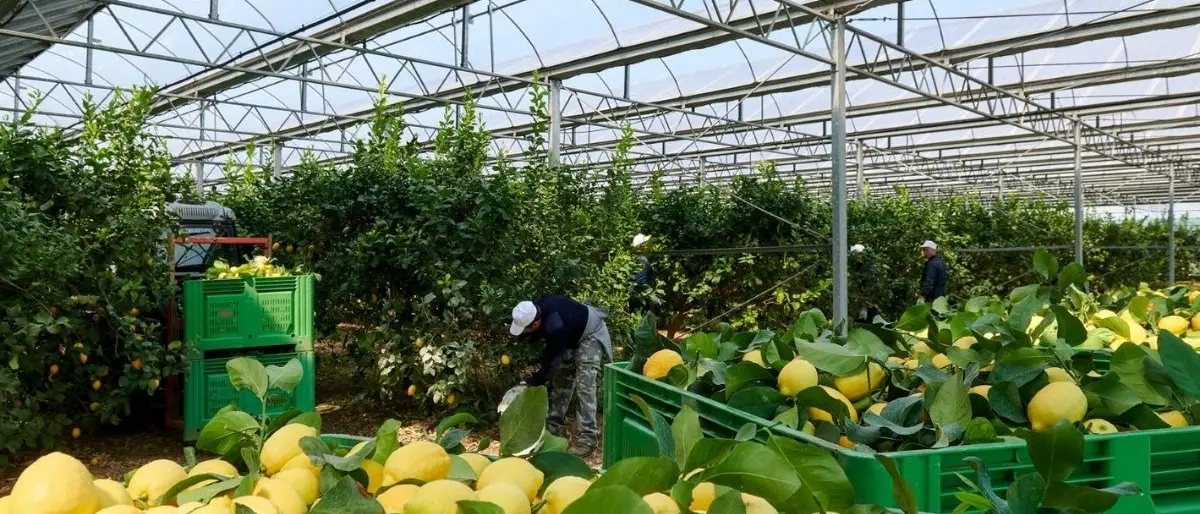 La guerra in Ucraina rischia di penalizzare il mercato del cedro in Calabria utilizzato per i riti del Sukkot