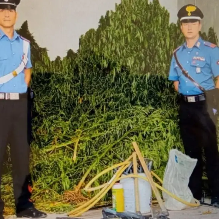 Coltivavano marijuana, emessi tre divieti di dimora nel Comune di Casabona