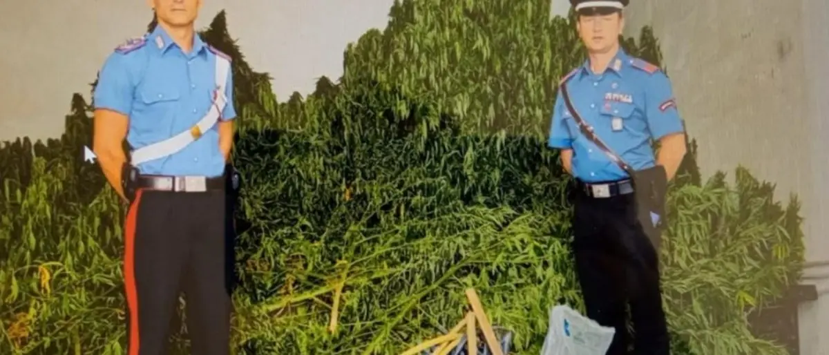 Coltivavano marijuana, emessi tre divieti di dimora nel Comune di Casabona