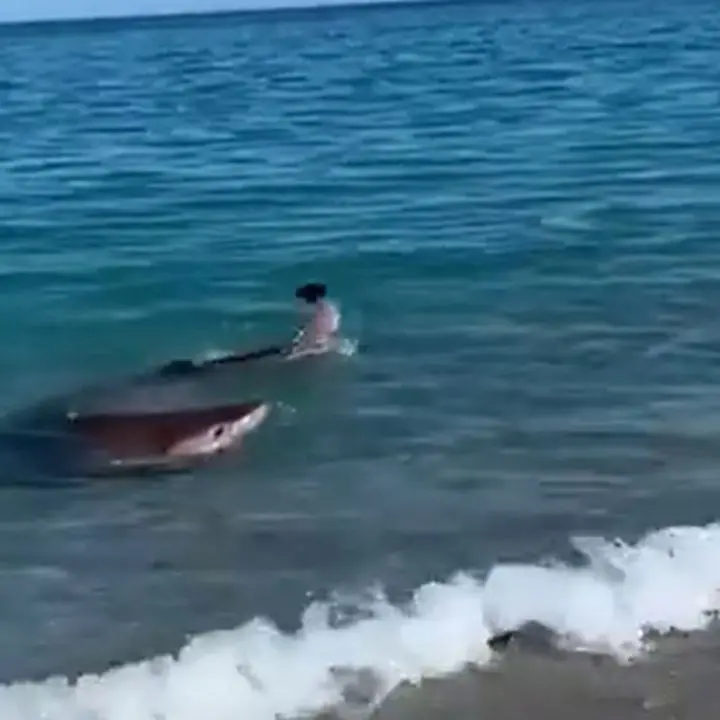 Stupore per l’avvistamento di uno squalo nelle acque di Badolato: il video girato da una residente