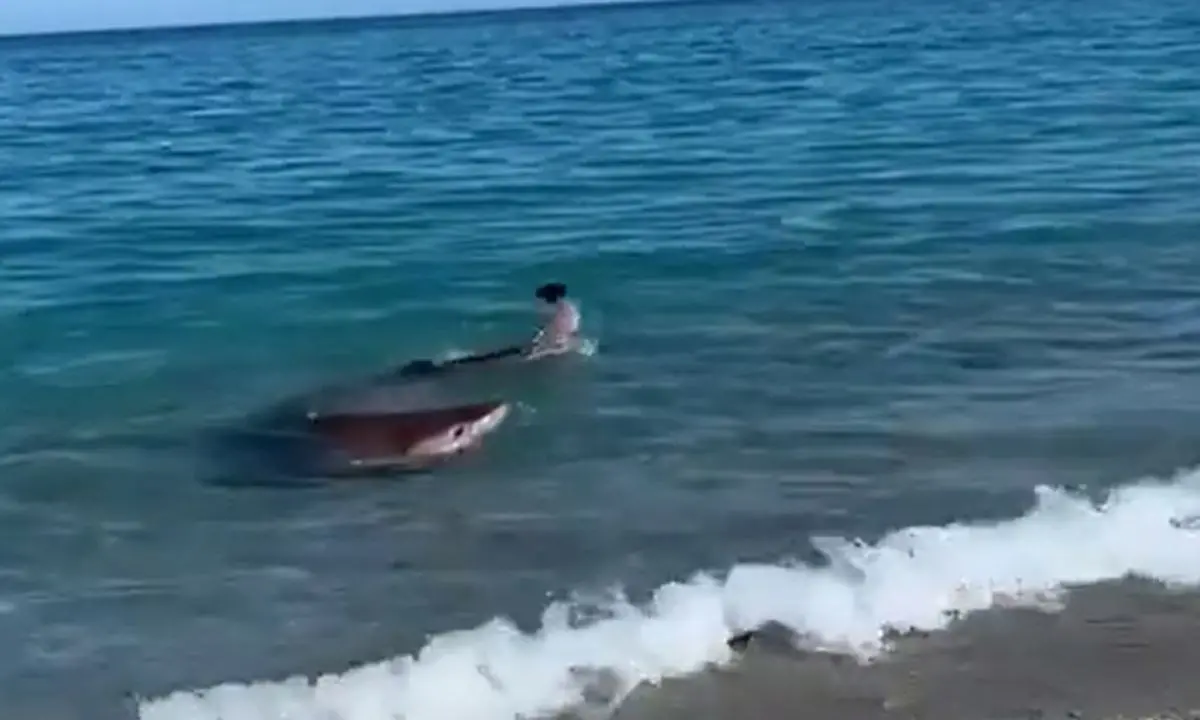 Stupore per l’avvistamento di uno squalo nelle acque di Badolato: il video girato da una residente