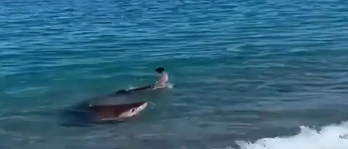 Stupore per l’avvistamento di uno squalo nelle acque di Badolato: il video girato da una residente
