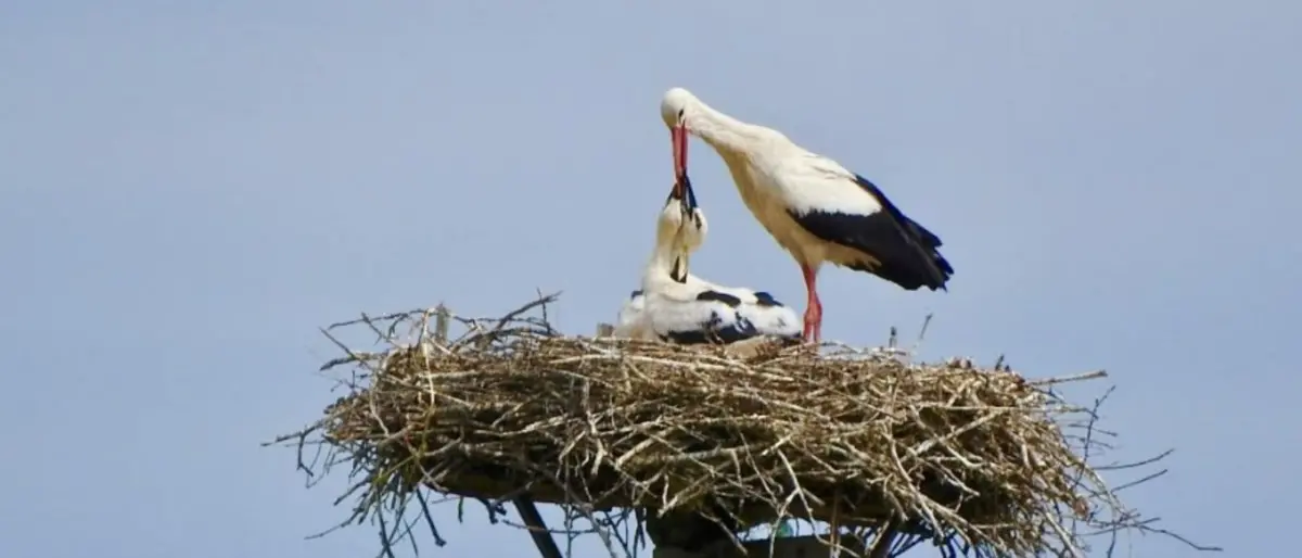 Un nome per la cicogna, in Calabria il progetto per adottare un esemplare appena nato