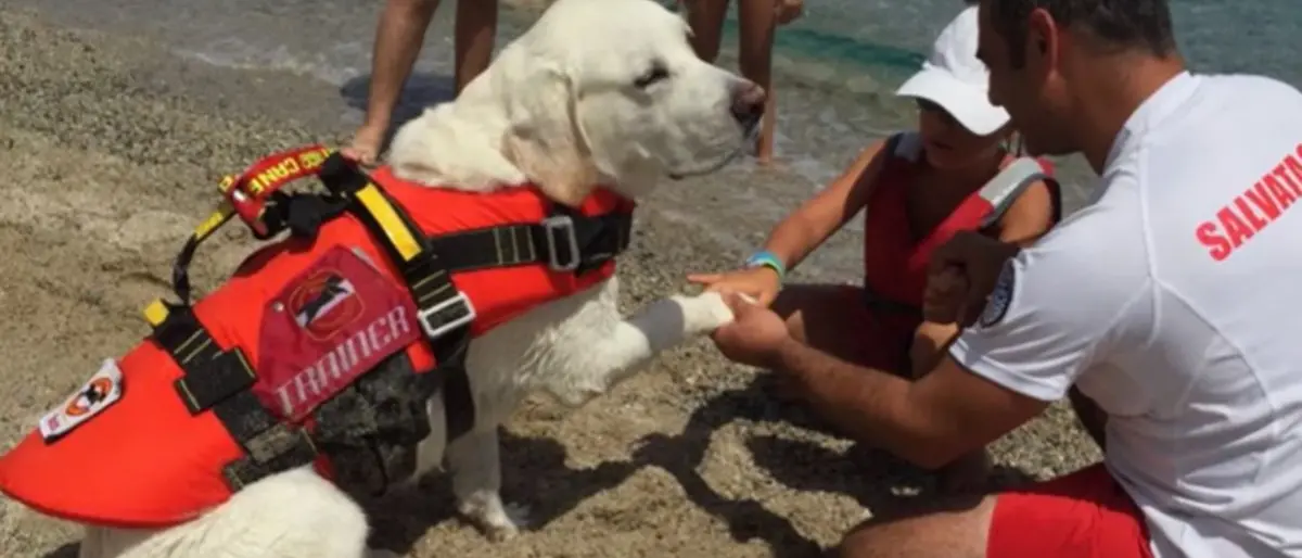 Cani bagnino, gli angeli custodi delle spiagge sono anche in Calabria