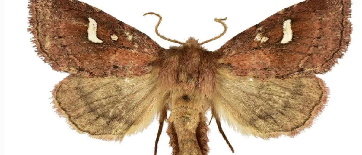 Scoperta nei boschi di Calabria e Basilicata una nuova specie di falena, i ricercatori: «È a rischio»