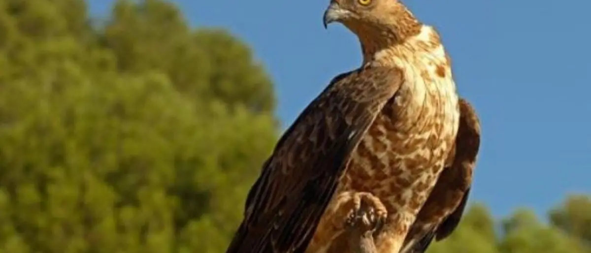 Bracconaggio, più di 50 carabinieri impiegati nel Reggino nella difesa del falco pecchiaiolo