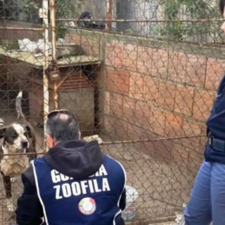 Reggio, cani tenuti in stato di sofferenza e in condizione igieniche pessime: denunciati i proprietari