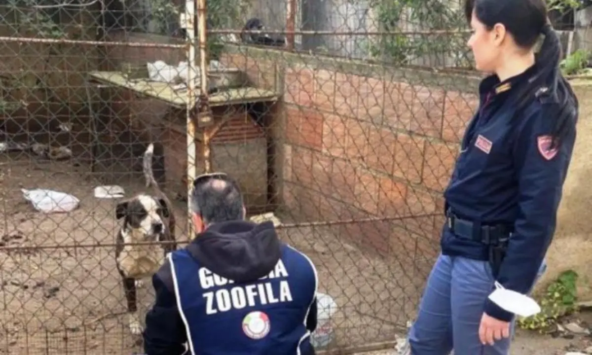 Reggio, cani tenuti in stato di sofferenza e in condizione igieniche pessime: denunciati i proprietari