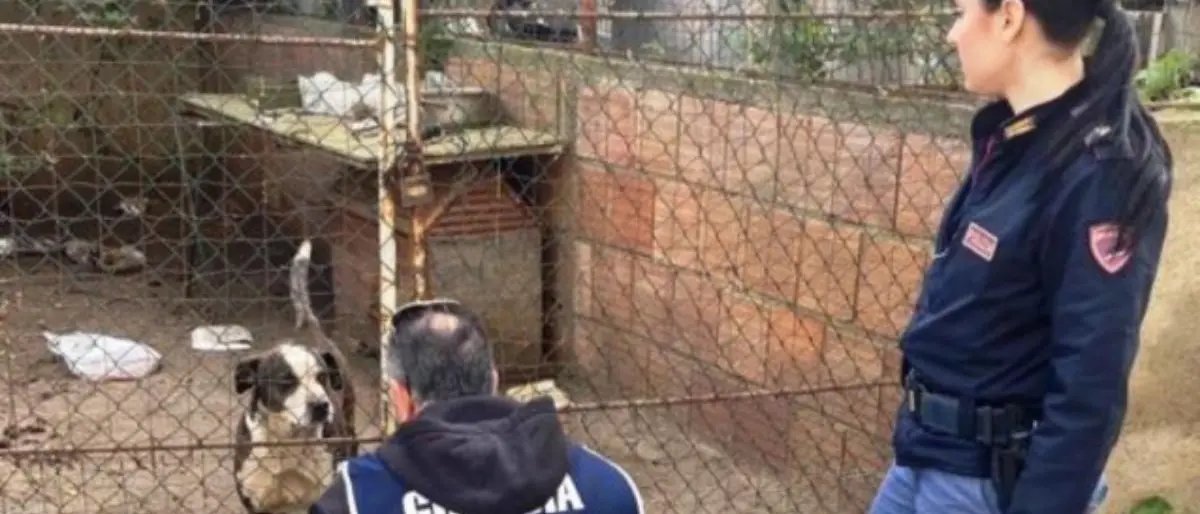 Reggio, cani tenuti in stato di sofferenza e in condizione igieniche pessime: denunciati i proprietari