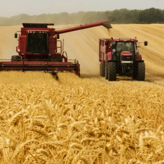 Rincari e scorte a rischio per la guerra, gli agricoltori valutano nuove tecniche per produrre più grano