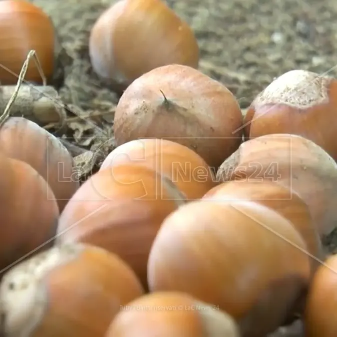 La nocciola di Calabria protagonista del progetto Valtifru per potenziare filiere e produzioni