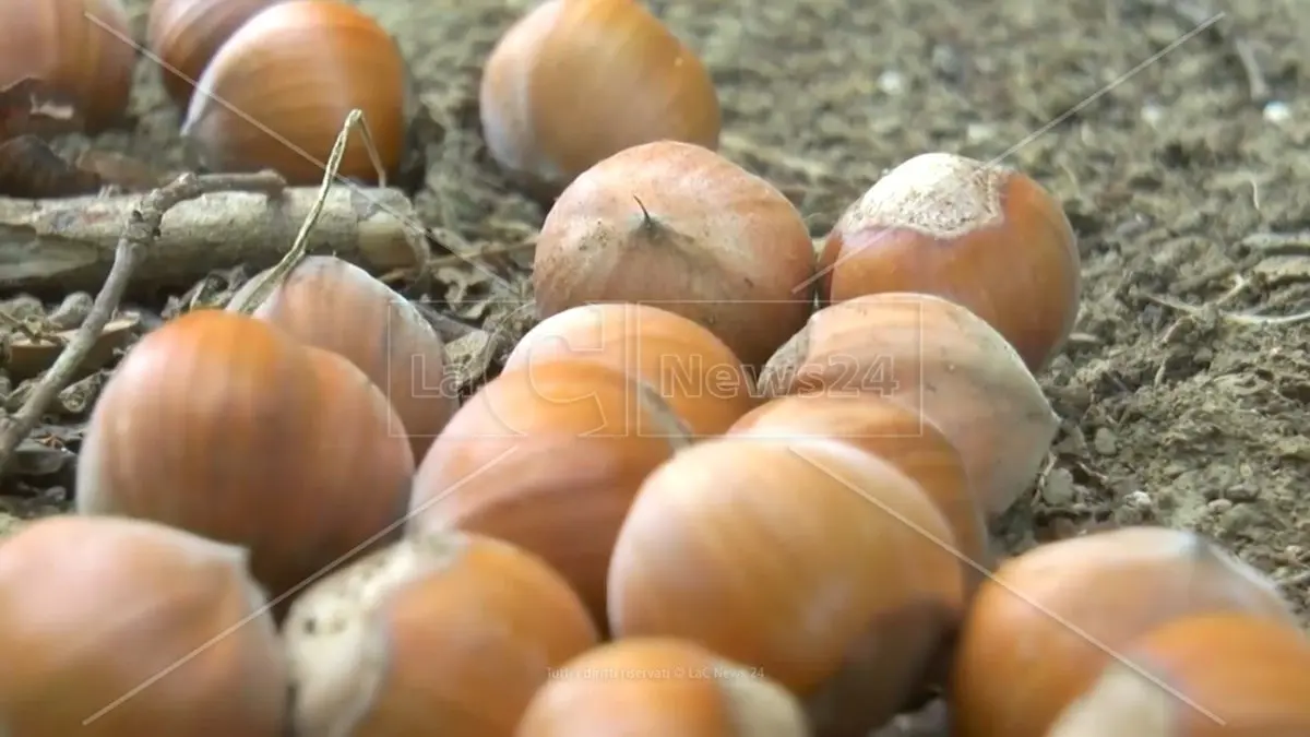 La nocciola di Calabria protagonista del progetto Valtifru per potenziare filiere e produzioni