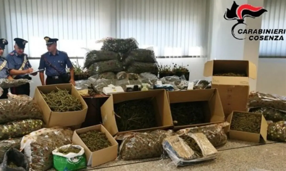 Deteneva quasi due quintali di marijuana nel Cosentino: 57enne condannato a 3 anni e 2 mesi