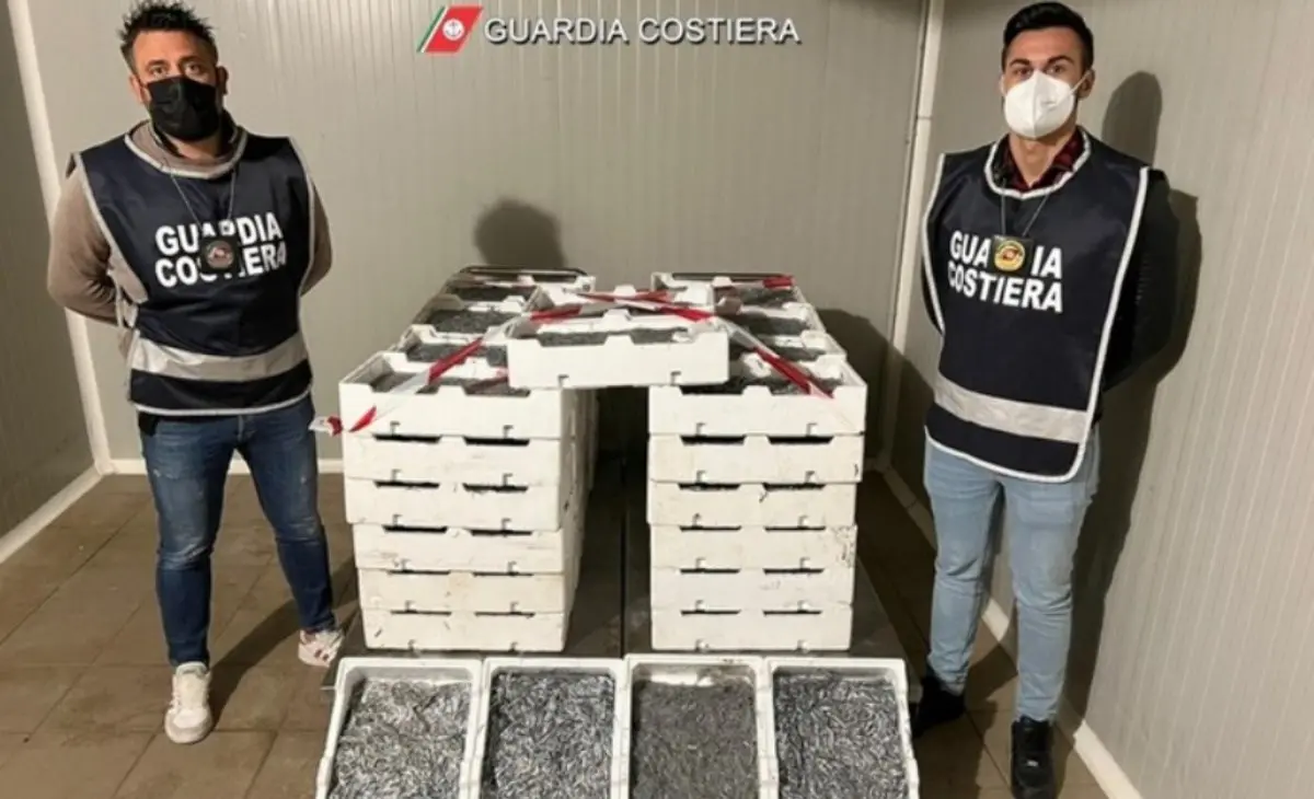 A Corigliano-Rossano sequestrati 4,5 quintali di novellame: irrogate 29mila euro di multe