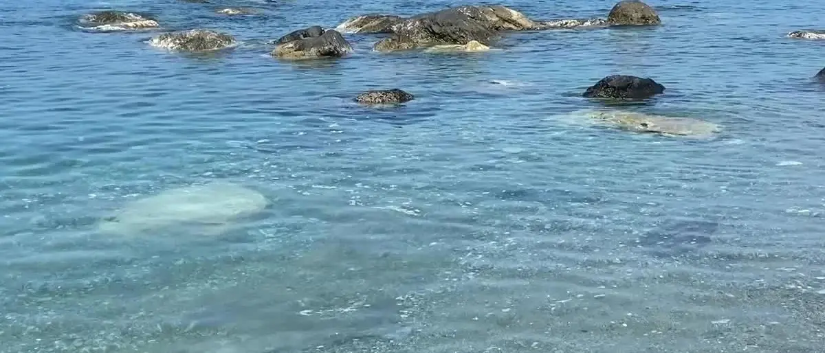 La denuncia di un cittadino del Cosentino: «A San Lucido l’acqua è sempre sporca»