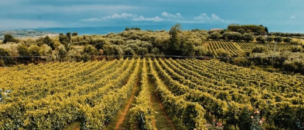 Arriva anche in Calabria il Concours Mondial de Bruxelles: 7.376 i vini in gara