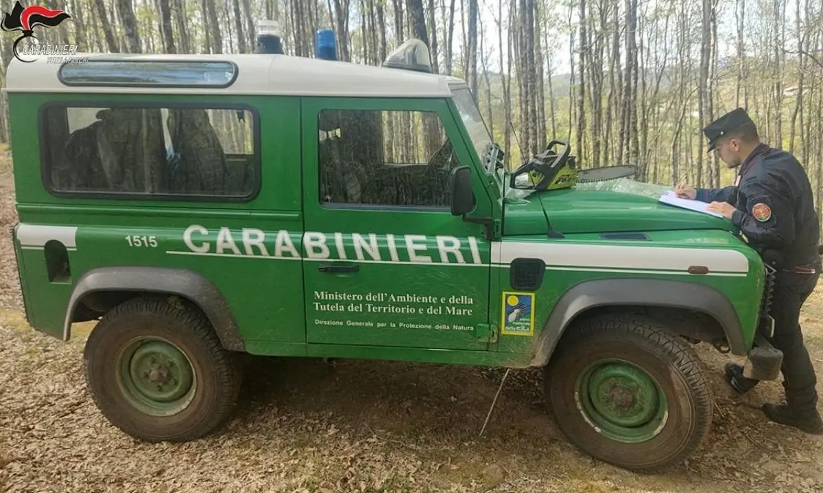 Taglio abusivo di legna nel Parco nazionale della Sila, denunciato un uomo