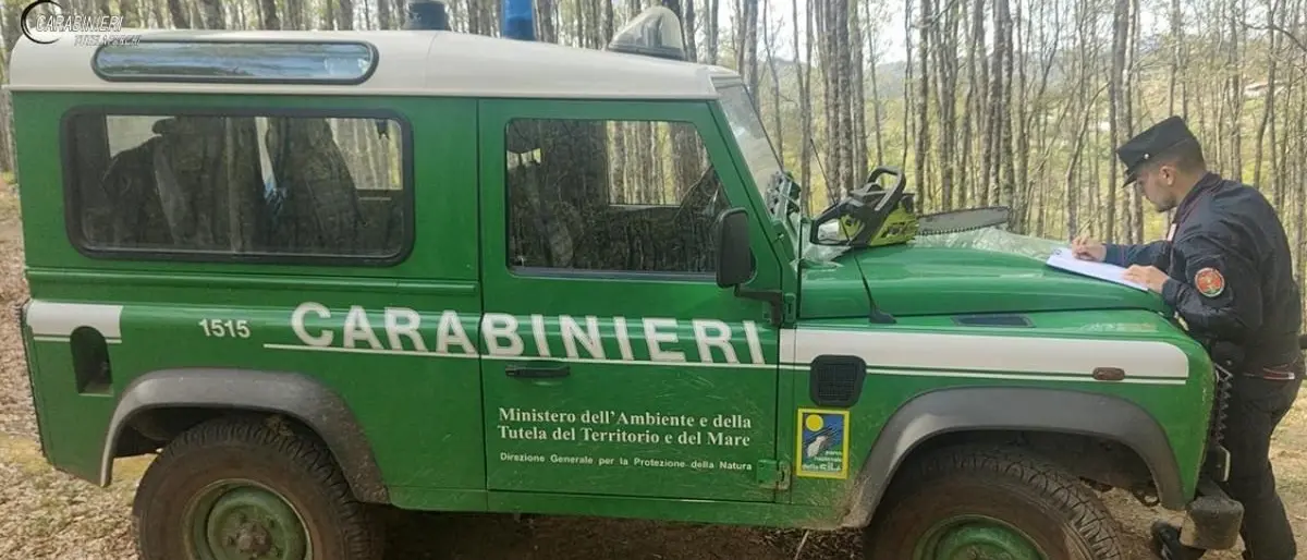 Taglio abusivo di legna nel Parco nazionale della Sila, denunciato un uomo