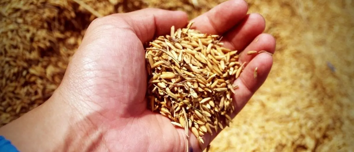 Pirateria agroalimentare, sequestrate oltre 105 tonnellate di grano: 5 denunce