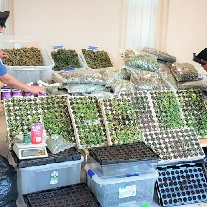 Lamezia, trovati 60 chili di marijuana in un casolare: arrestato 58enne