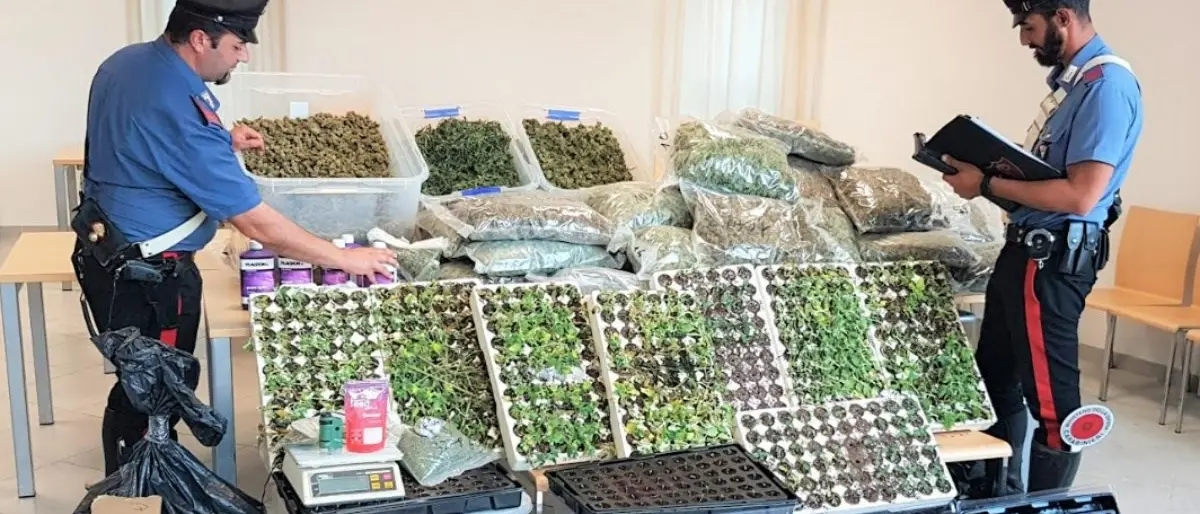 Lamezia, trovati 60 chili di marijuana in un casolare: arrestato 58enne