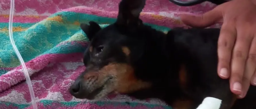 Cagnolino ucciso con un colpo di pistola nella Locride, orrore a Martone