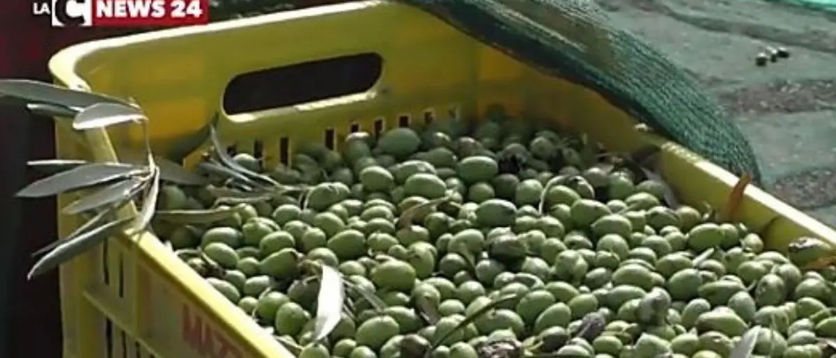 Agricoltura Calabria, la Regione garantirà la copertura per i progetti ammessi ma non finanziati nel Psr