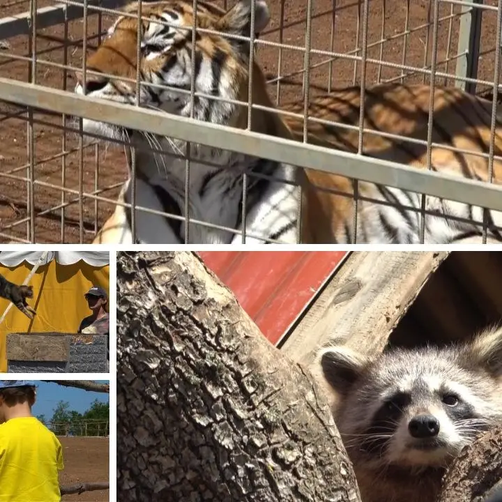 Immerso nella natura tra tigri, leoni e canguri: inaugurato il parco La mia vita è uno zoo