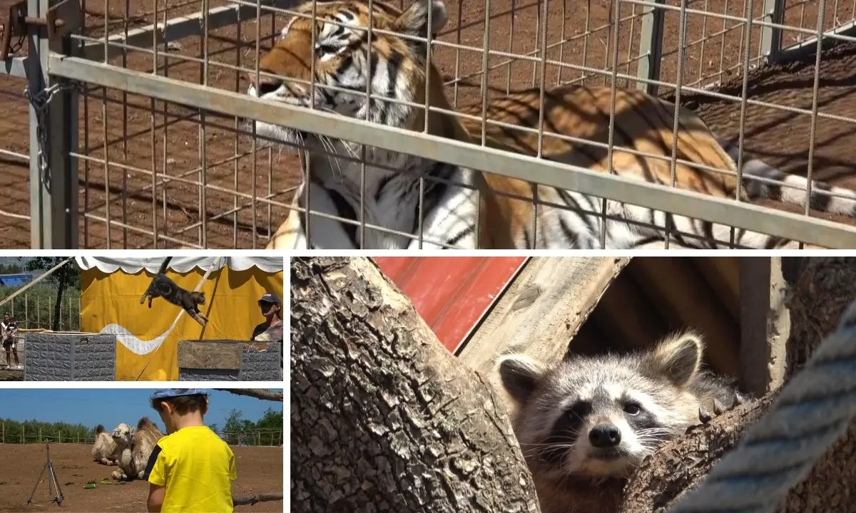 Immerso nella natura tra tigri, leoni e canguri: inaugurato il parco La mia vita è uno zoo