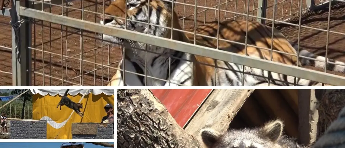 Immerso nella natura tra tigri, leoni e canguri: inaugurato il parco La mia vita è uno zoo