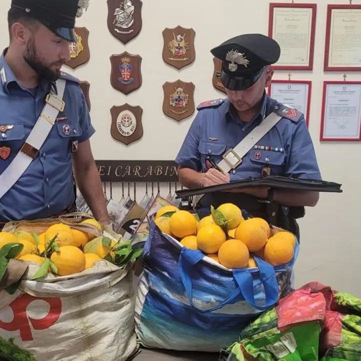 Beccati a rubare arance in un terreno privato: arrestate due persone nel Crotonese