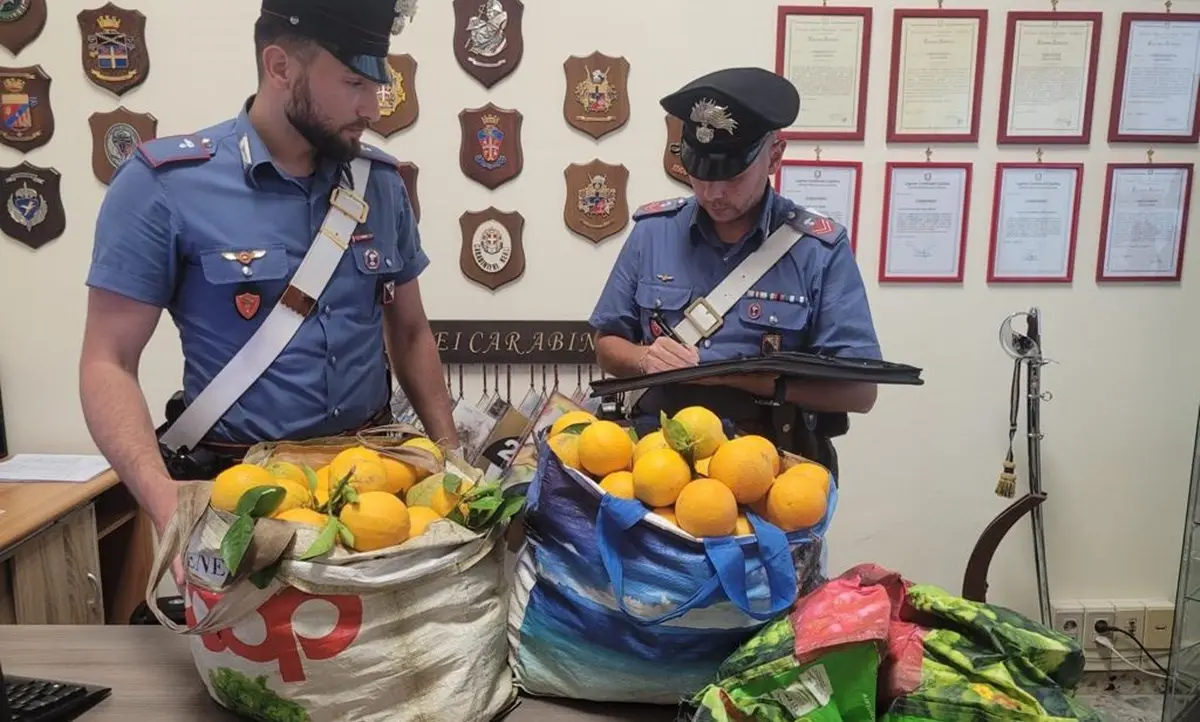 Beccati a rubare arance in un terreno privato: arrestate due persone nel Crotonese