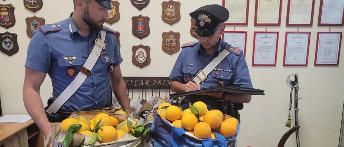 Beccati a rubare arance in un terreno privato: arrestate due persone nel Crotonese