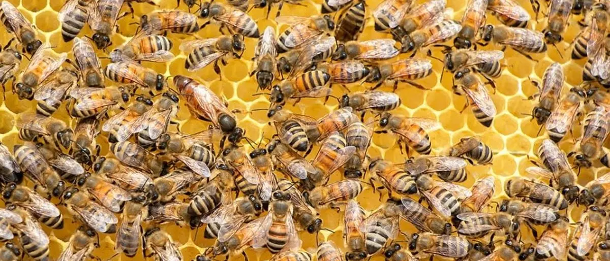 Avevano in auto arnie con miele e api rubate e dal valore di 70mila euro: denunciati