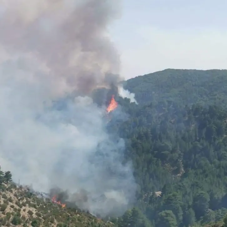 Incendi Calabria, la Regione punta su prevenzione e rilancio occupazionale per il comparto forestale